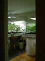 Marijuana growing indoors
